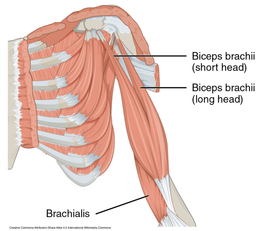 brachialis exercises