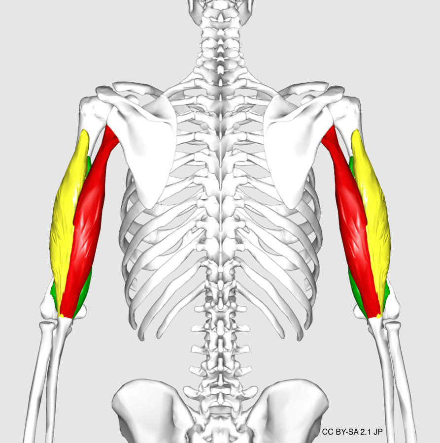 https://www.hevyapp.com/wp-content/uploads/tricep-anatomy-1.png